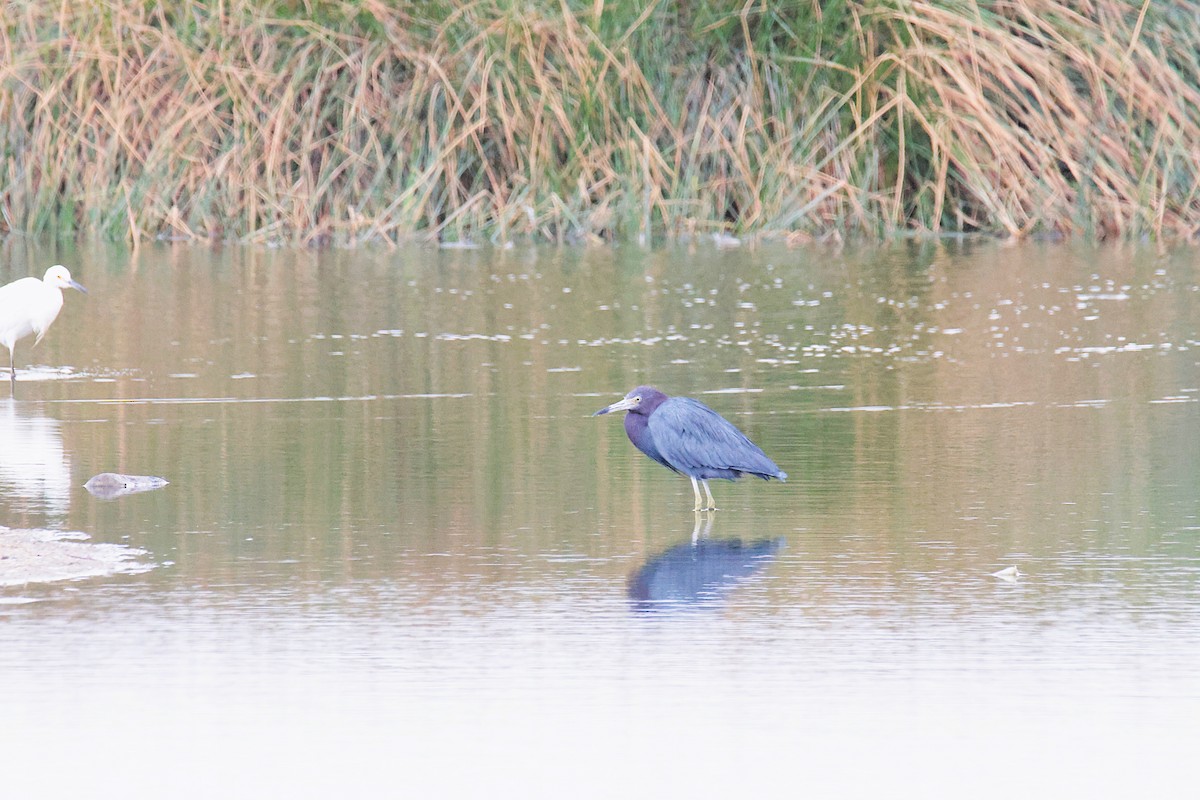 Little Blue Heron - ML645456095