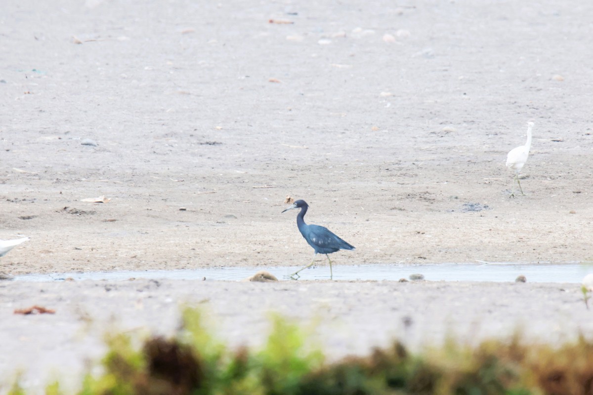 Little Blue Heron - ML645456097
