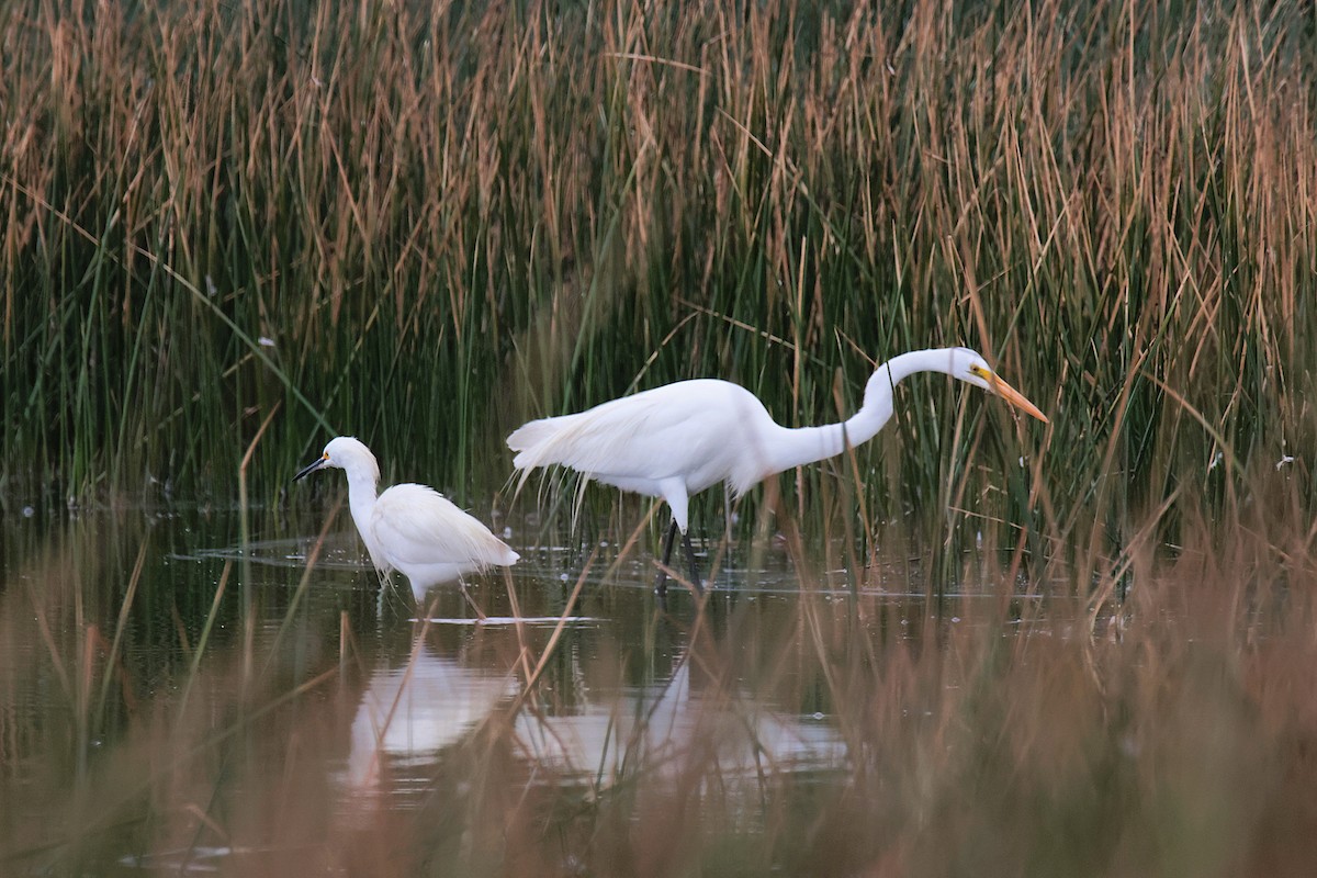 Snowy Egret - ML645456107