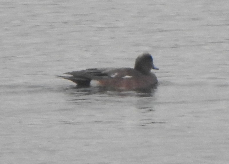 American Wigeon - ML645456111