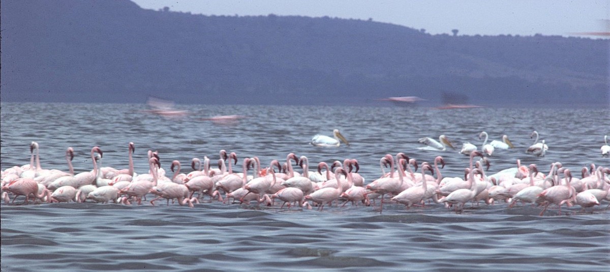 Zwergflamingo - ML645456114