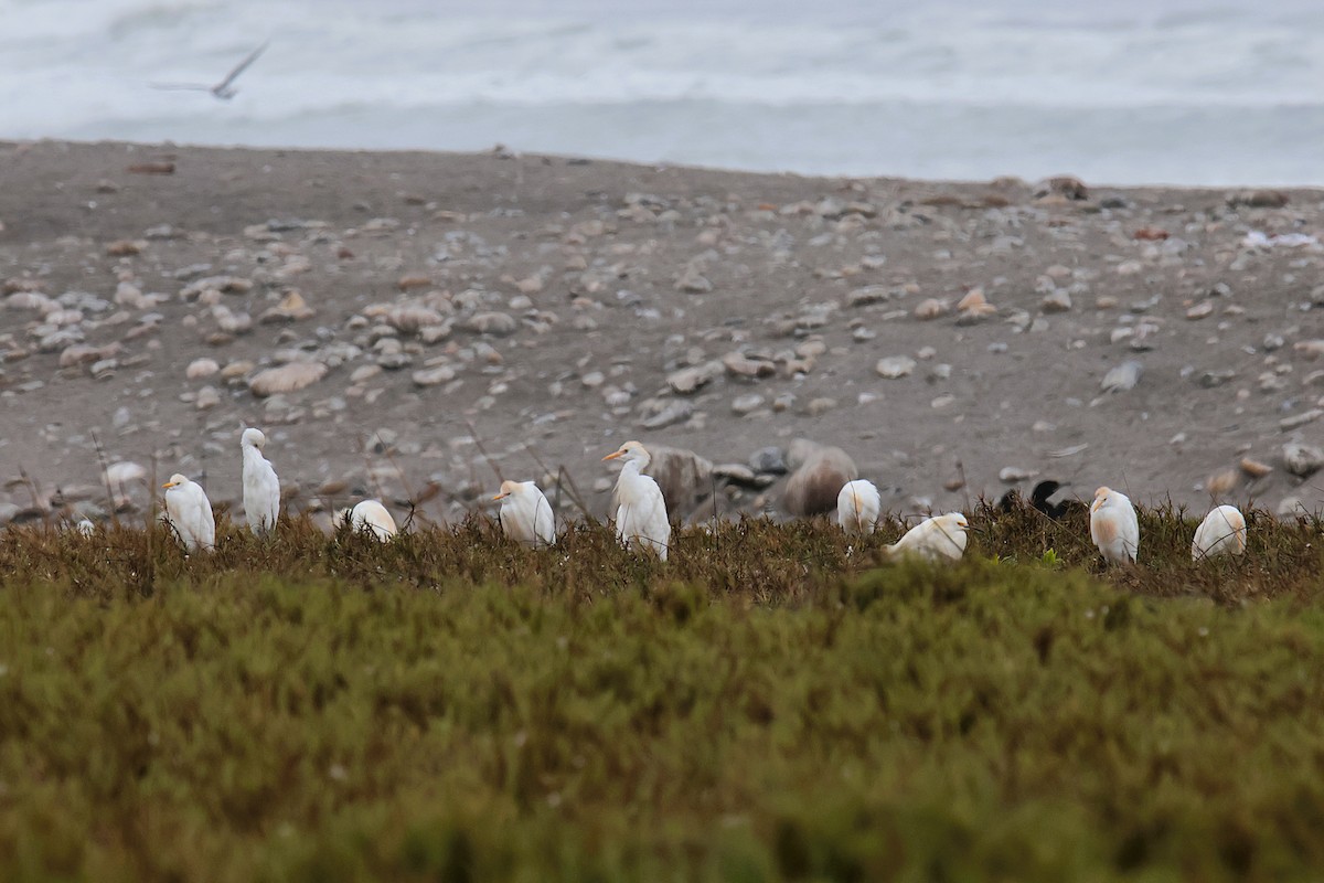 Western Cattle-Egret - ML645456115