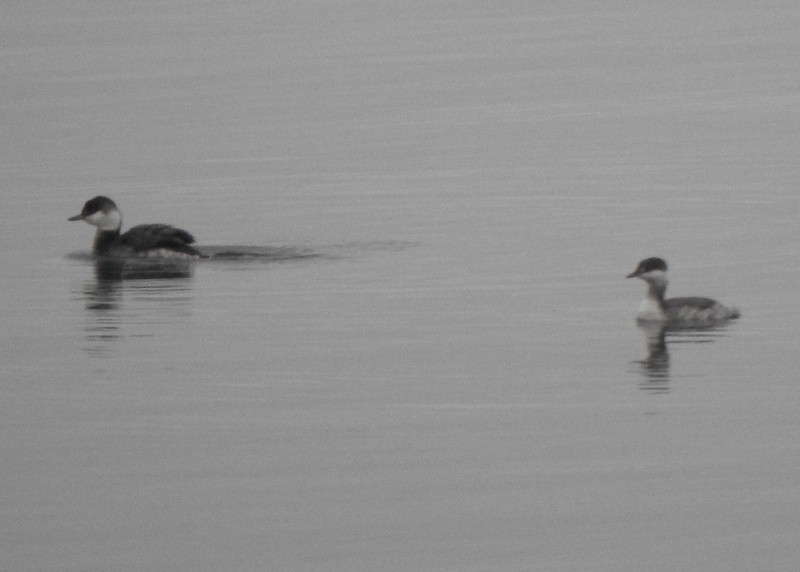 Horned Grebe - ML645456117