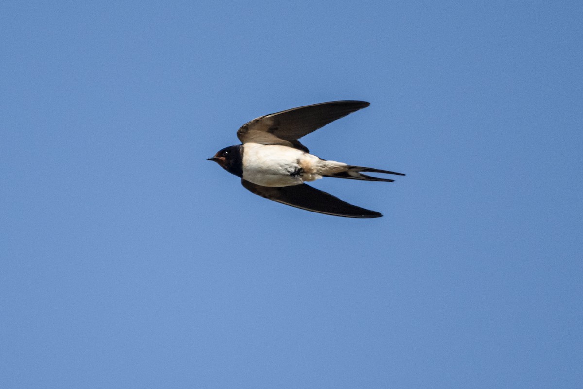 Ластівка сільська - ML645456118