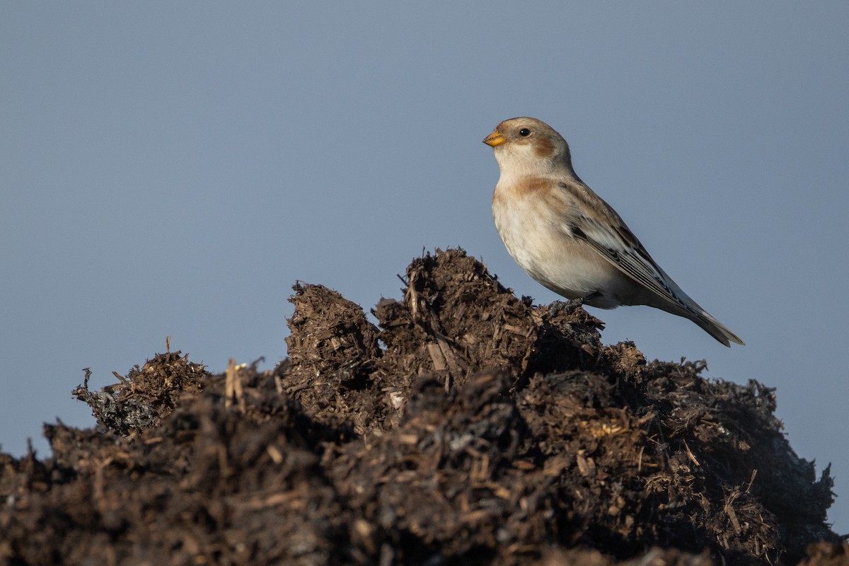 Snow Bunting - ML645456122