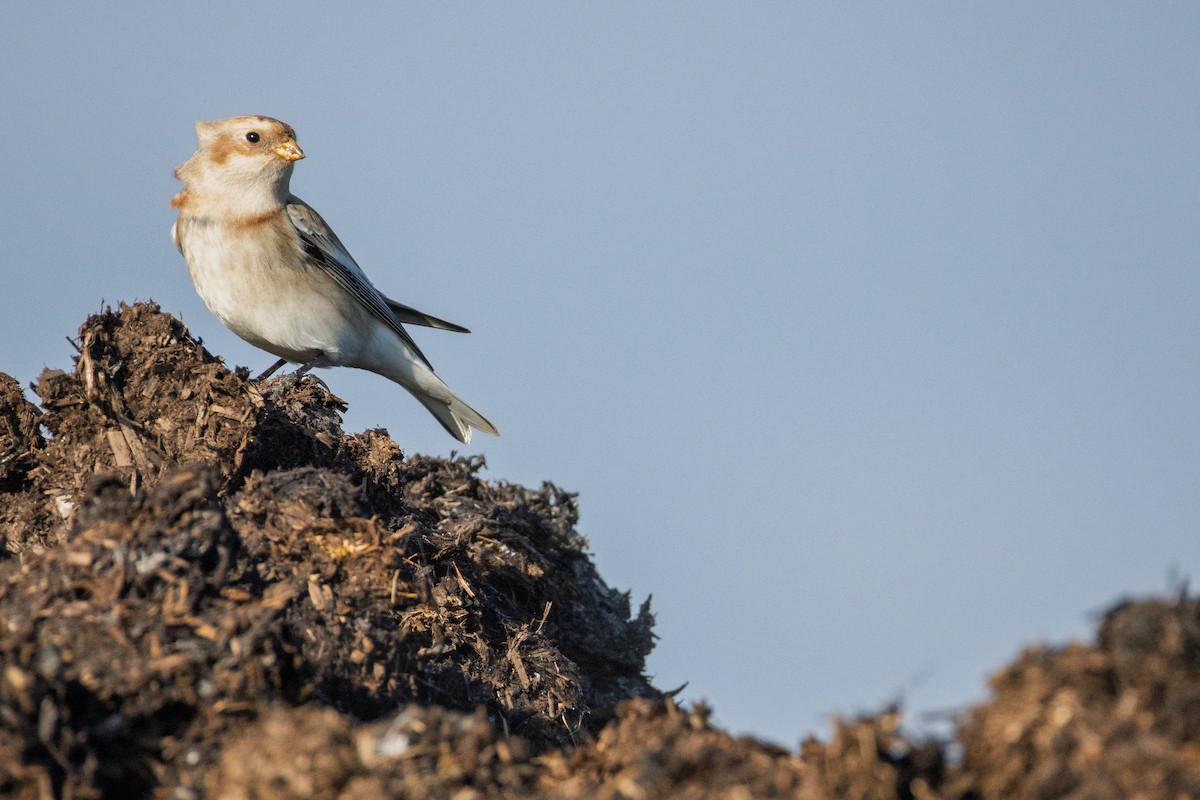 Snow Bunting - ML645456124