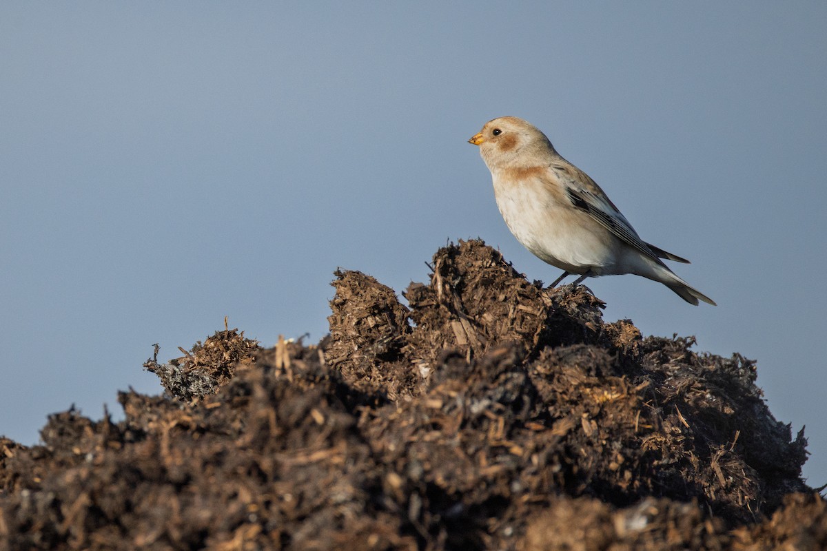 Snow Bunting - ML645456125