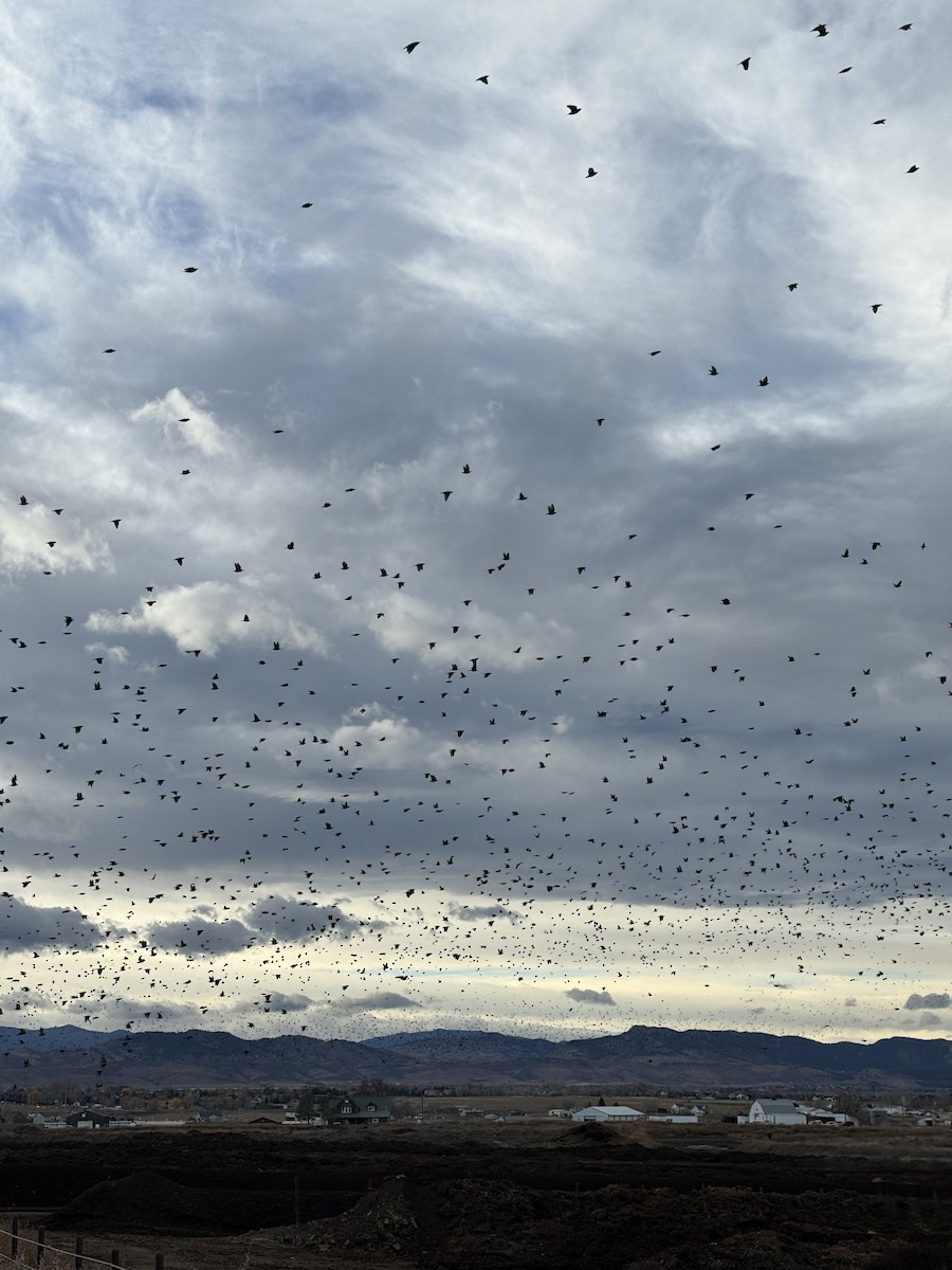 European Starling - ML645456129