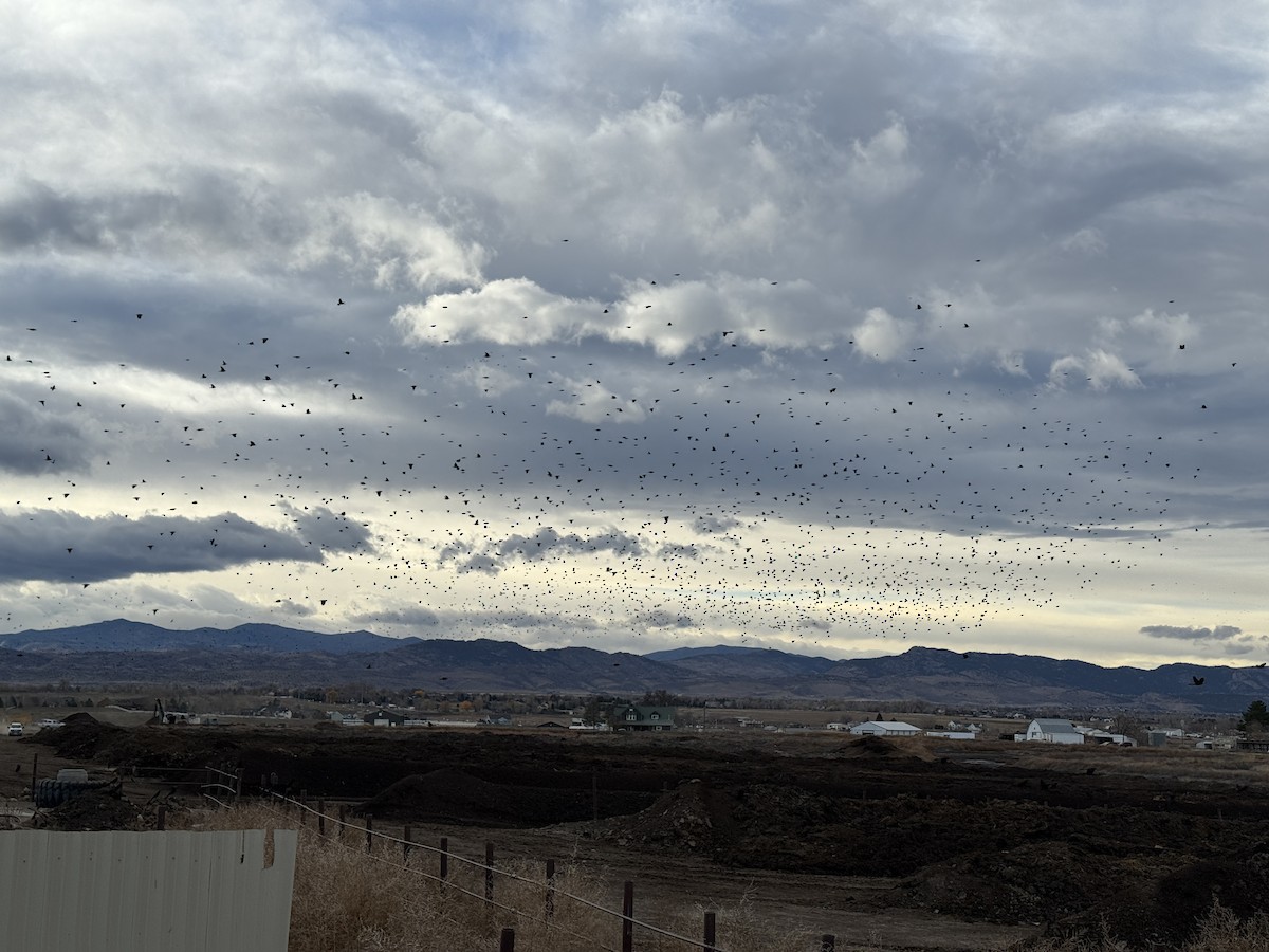 European Starling - ML645456130