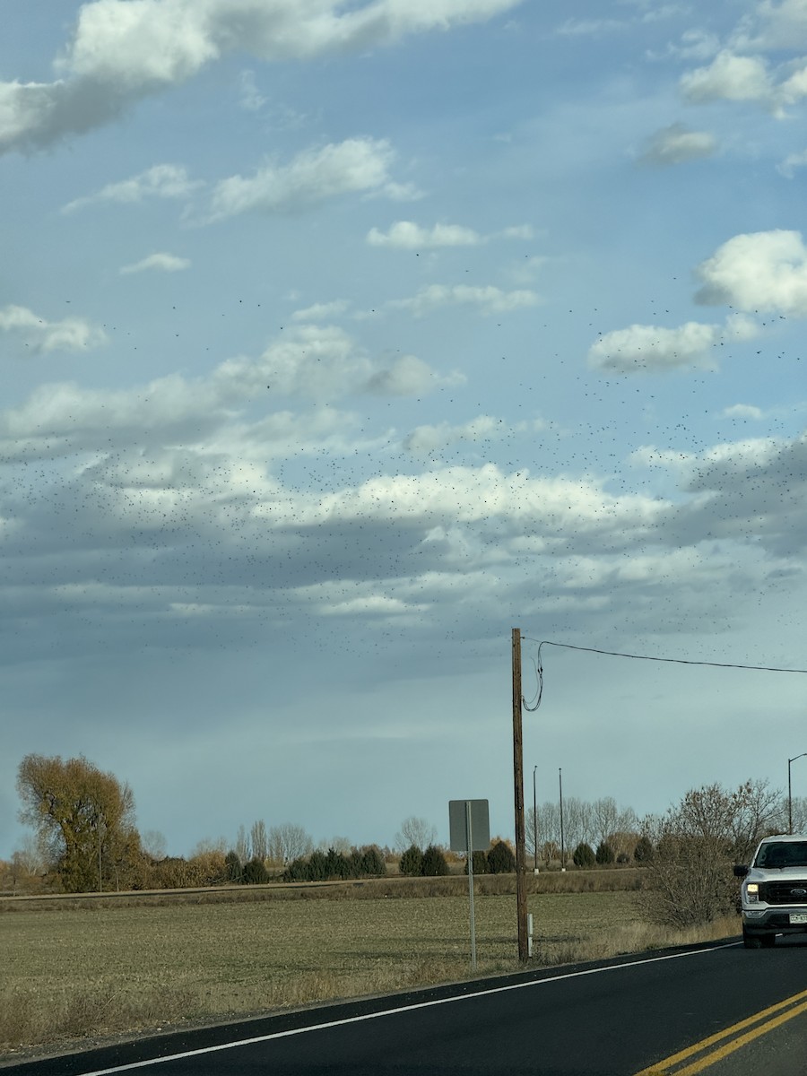 European Starling - ML645456131