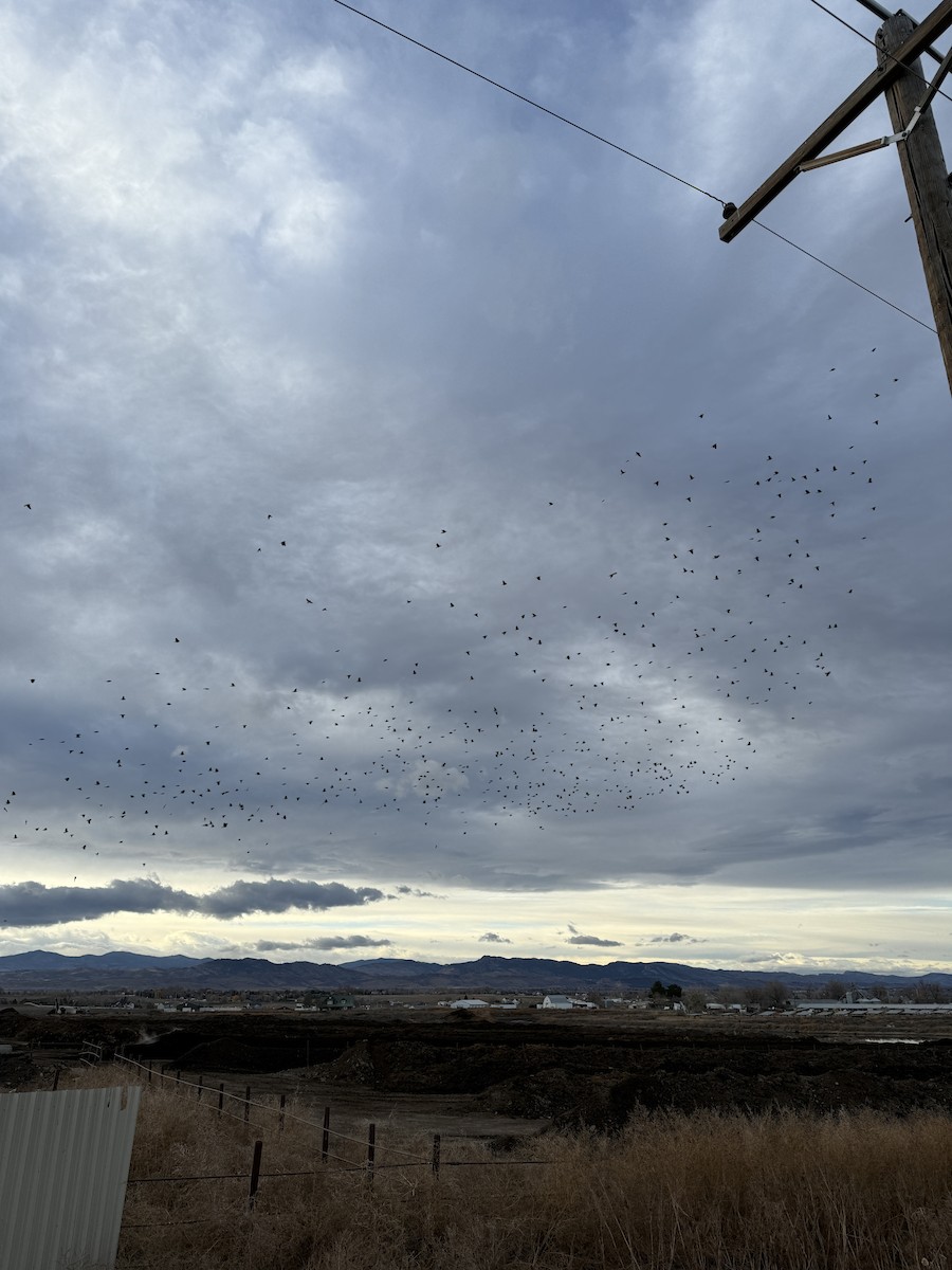 European Starling - ML645456132