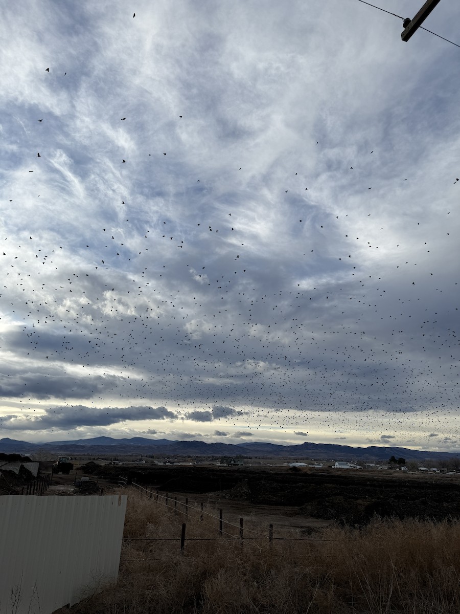 European Starling - ML645456133