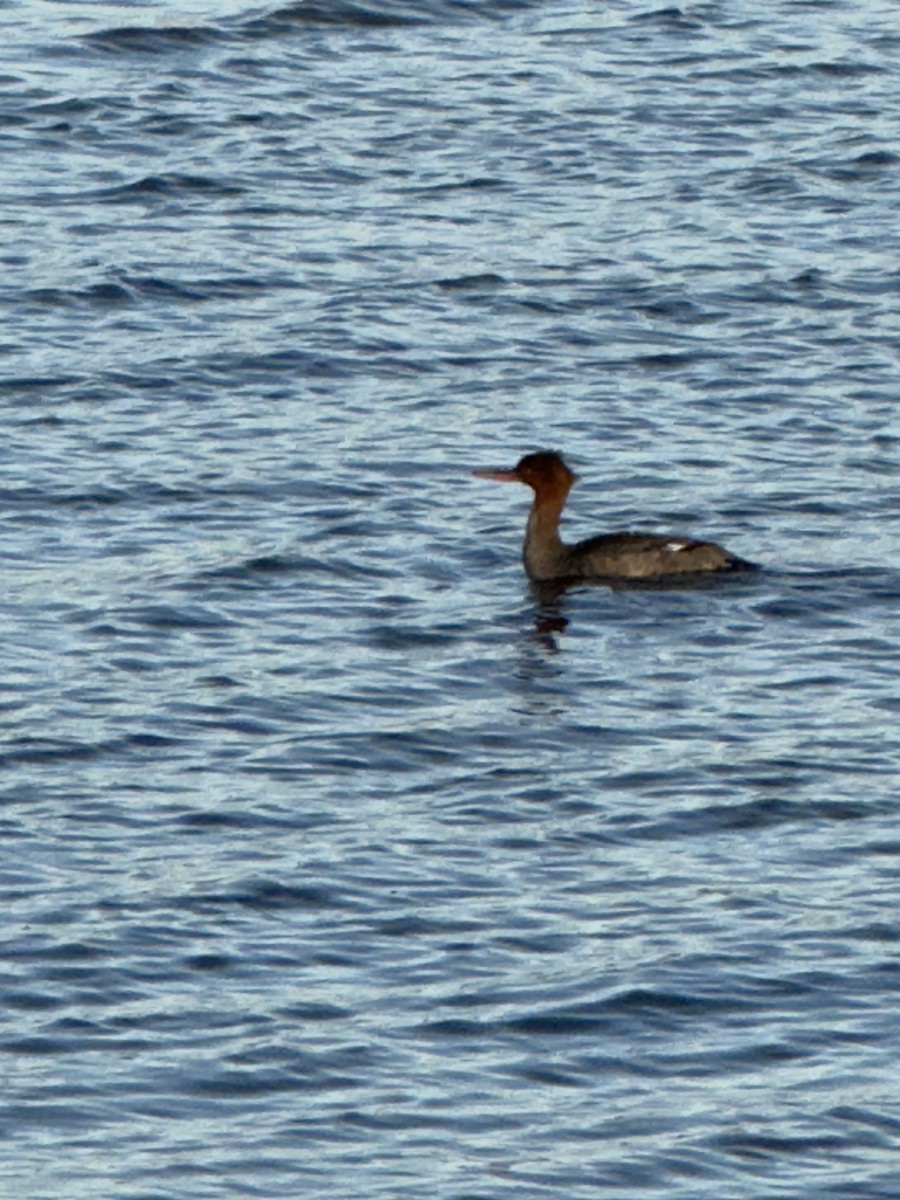 Red-breasted Merganser - ML645456143