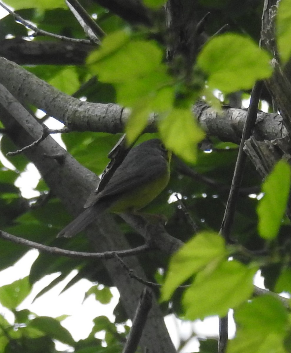 Canada Warbler - ML645456148