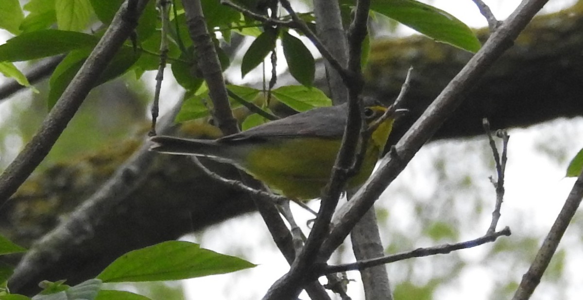 Canada Warbler - ML645456150