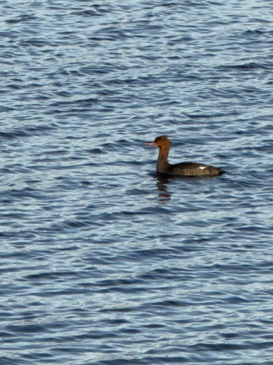 Red-breasted Merganser - ML645456156