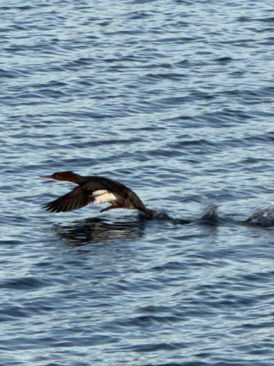Red-breasted Merganser - ML645456159