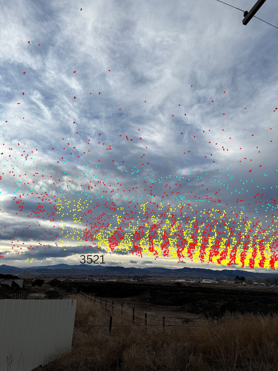 European Starling - ML645456168