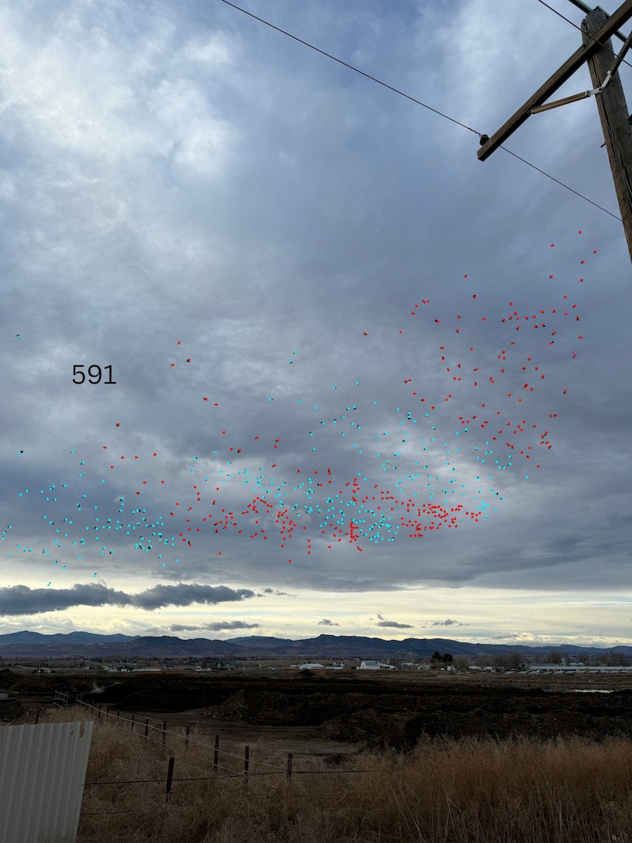 European Starling - ML645456171