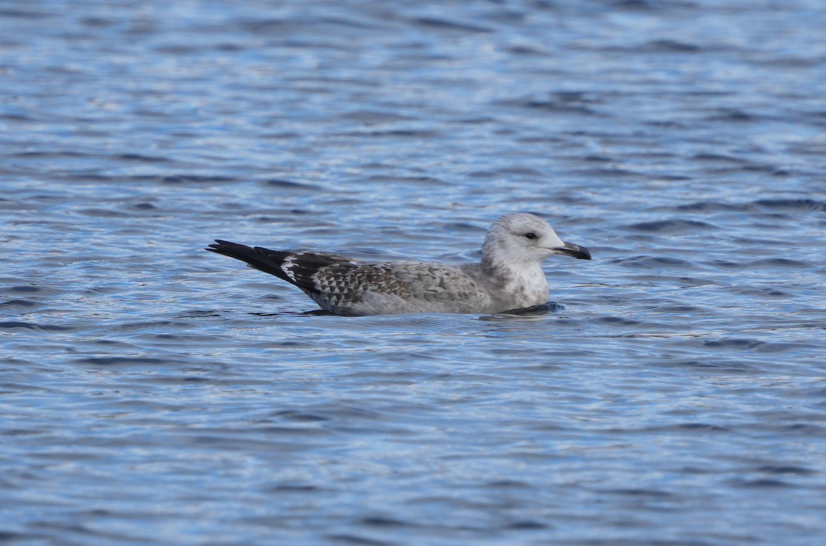 American Herring Gull - ML645456172