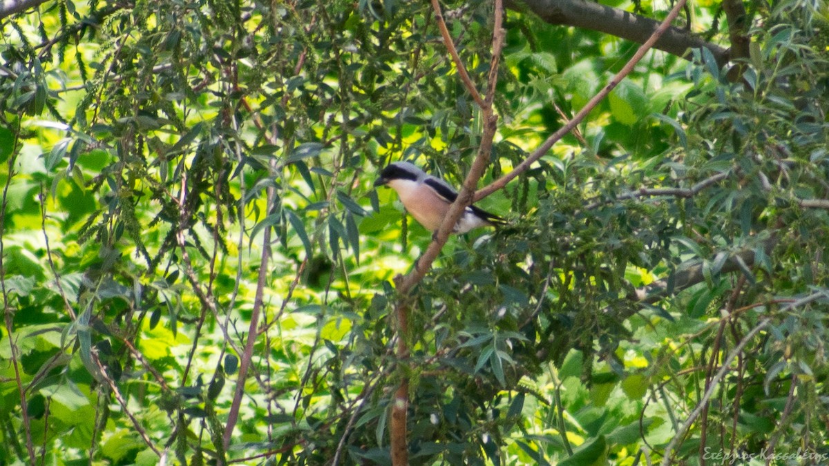 Antzandobi txikia - ML645456176