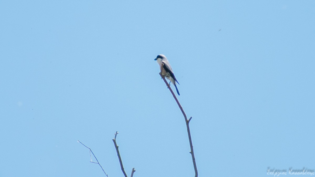 Antzandobi txikia - ML645456177