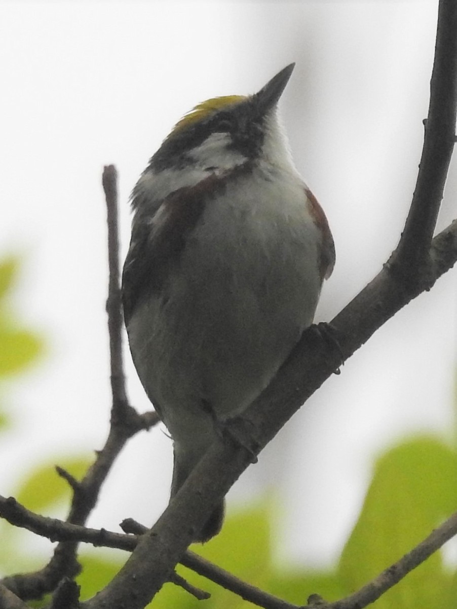 Chestnut-sided Warbler - ML645456179