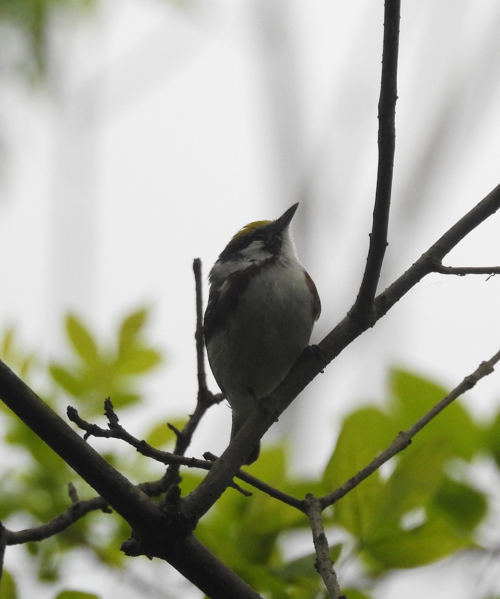 Chestnut-sided Warbler - ML645456180