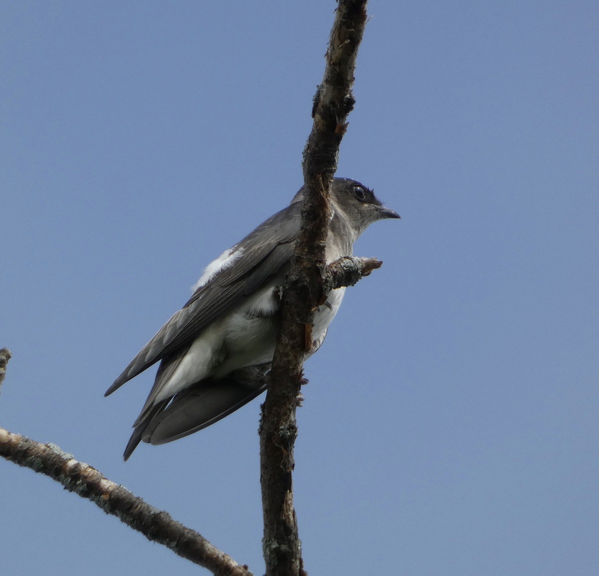 Purple Martin - ML645456182