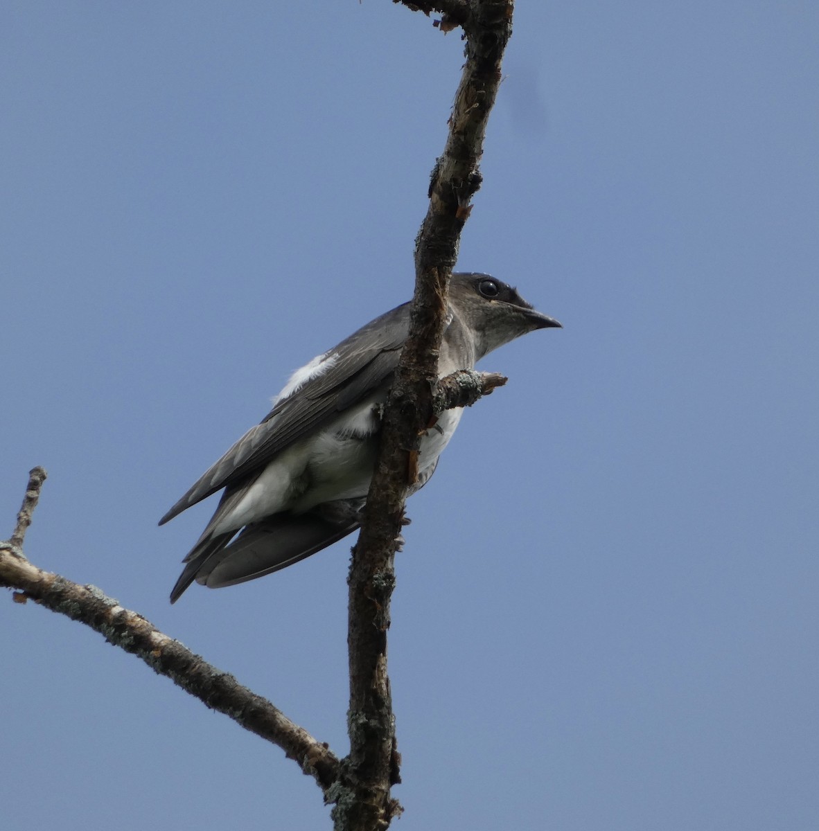 Purple Martin - ML645456183