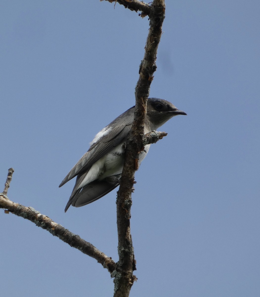 Purple Martin - ML645456184