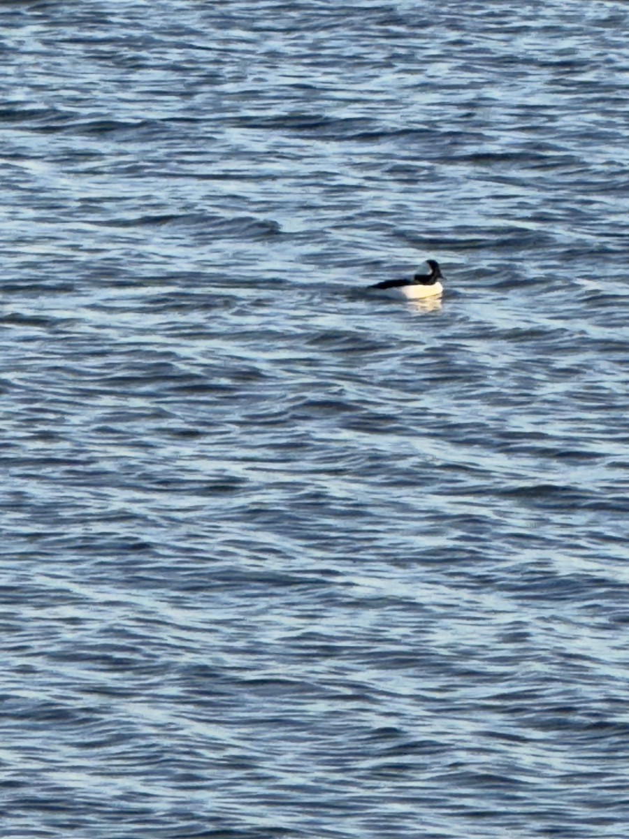 Bufflehead - ML645456185