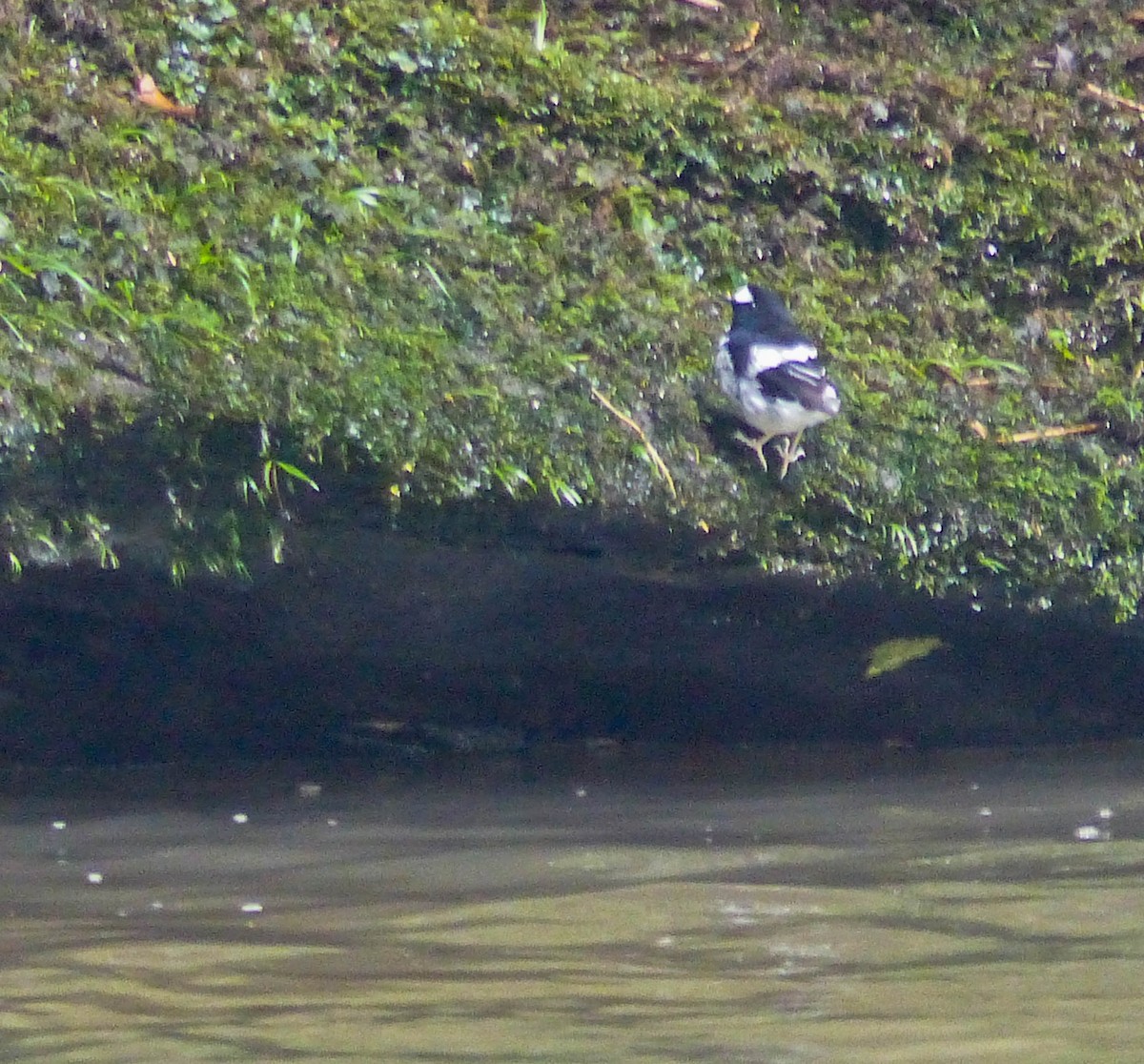 小剪尾 - ML645456186