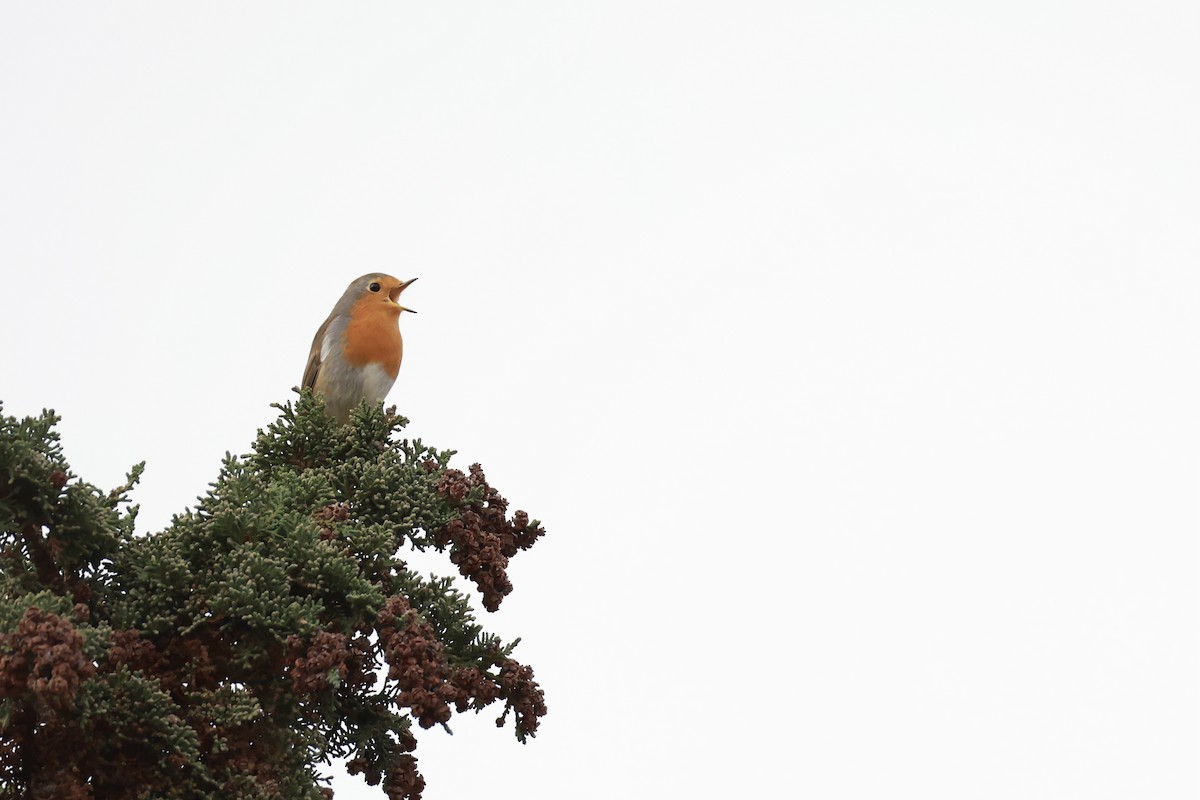 červenka obecná - ML645456190