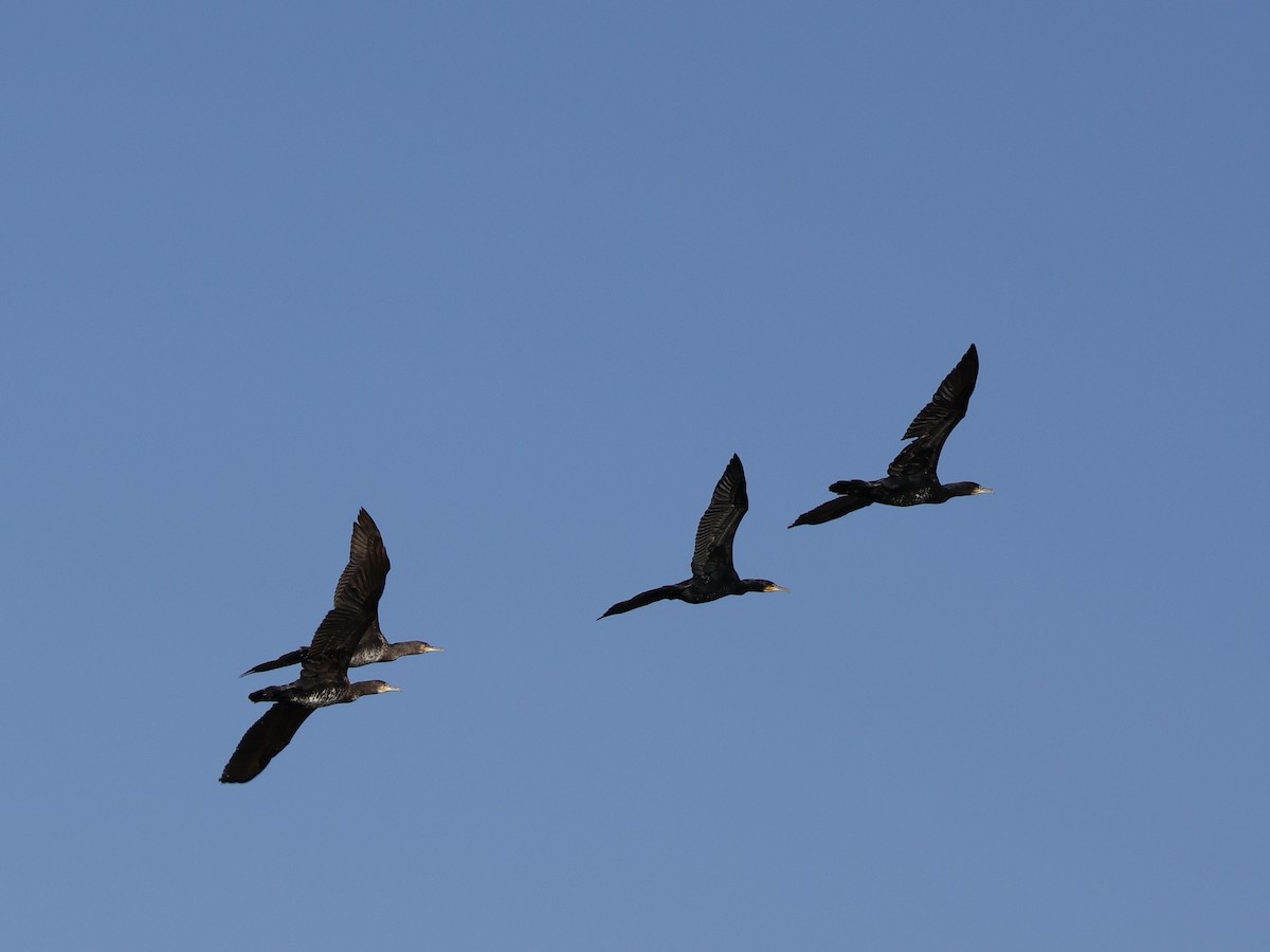 kormorán velký - ML645456191