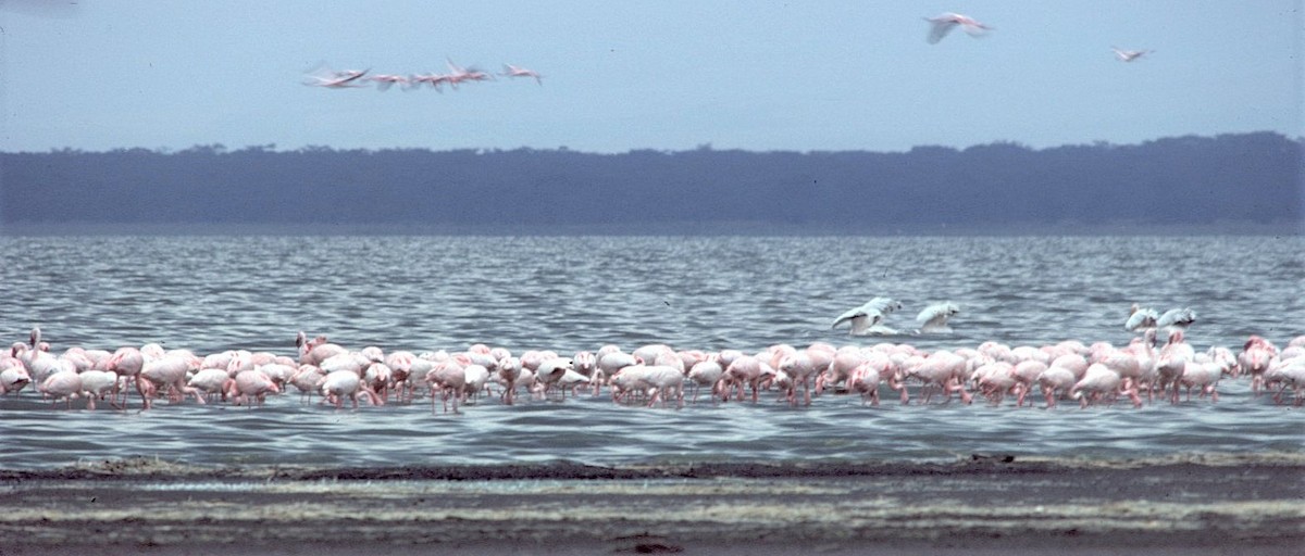 Zwergflamingo - ML645456194