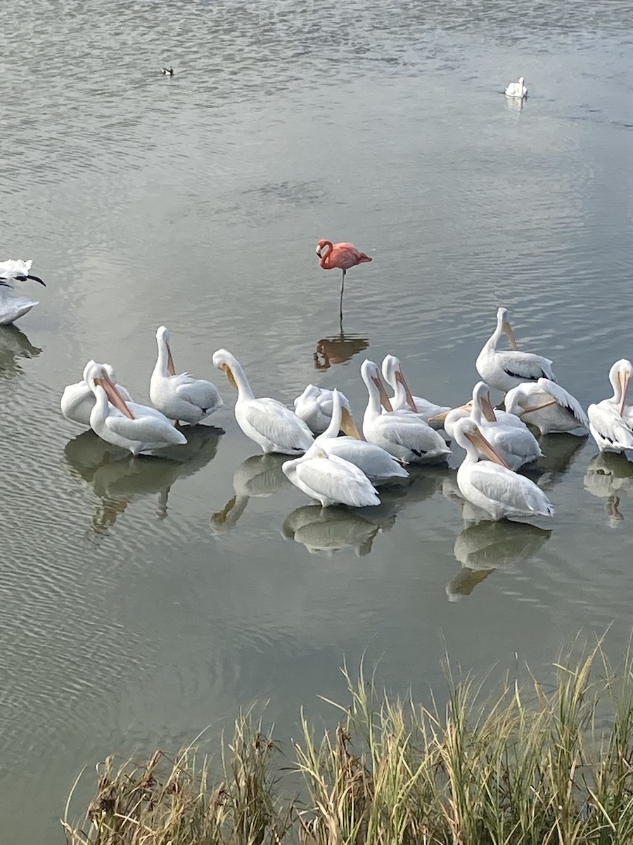 American Flamingo - ML645456195