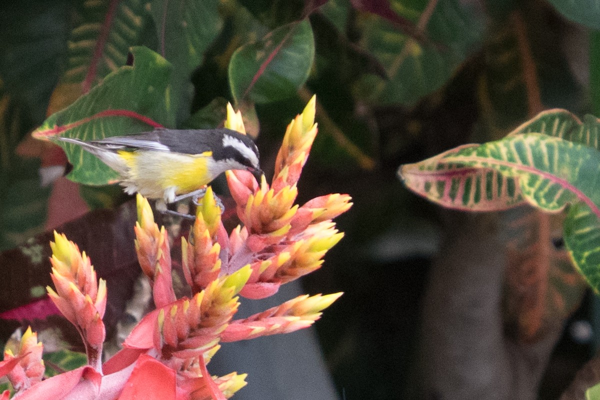 Bananaquit - ML645456198