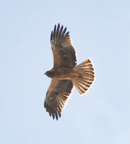 Booted Eagle - ML645456201