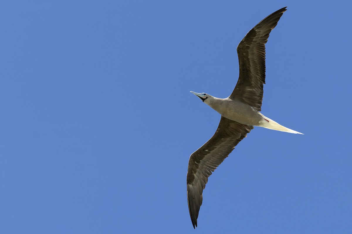 Rotfußtölpel - ML645456207