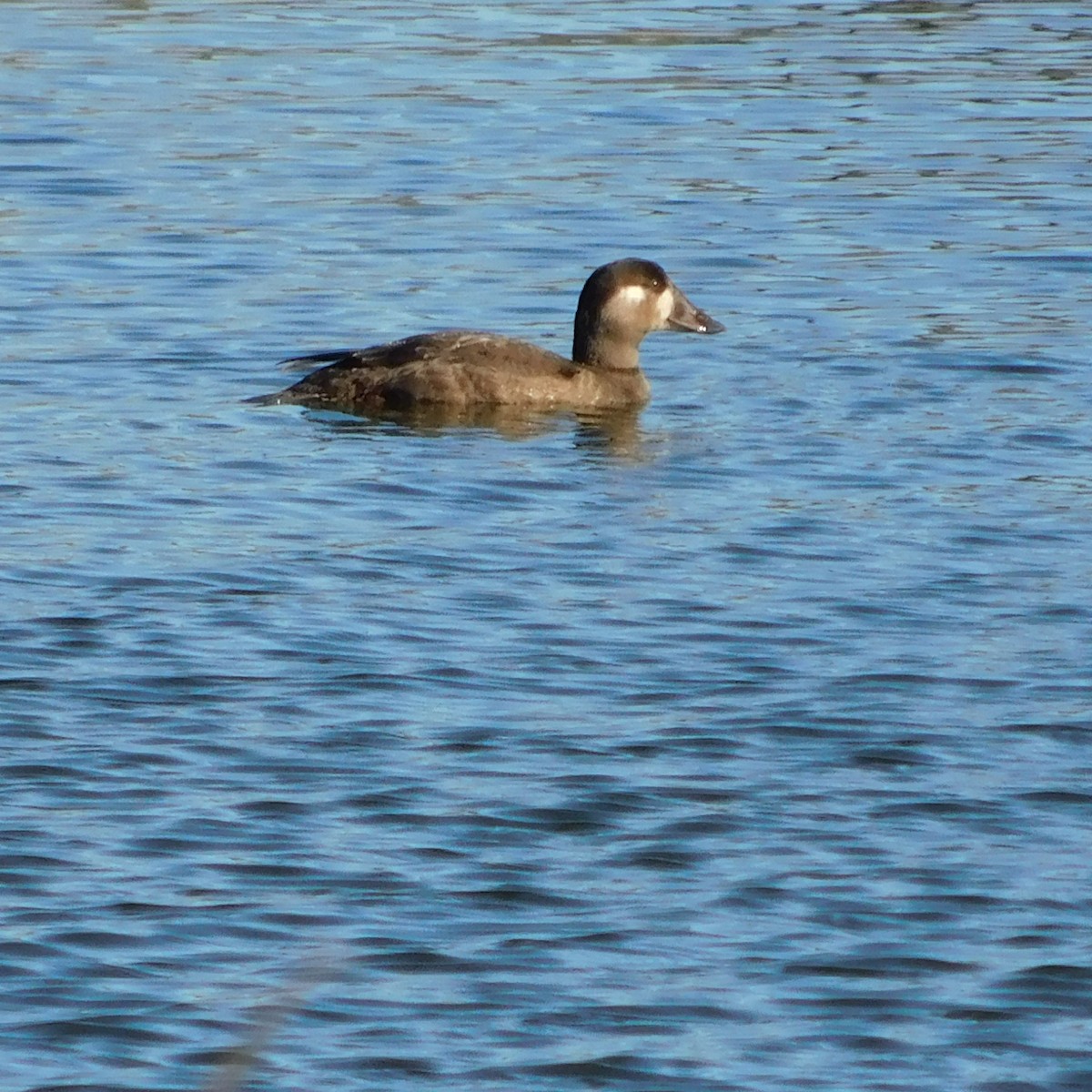 Surf Scoter - ML645456208