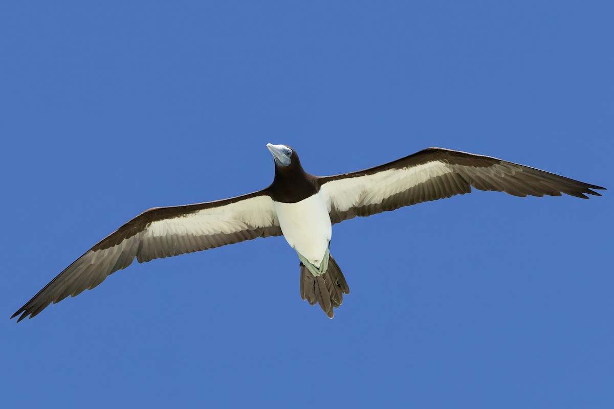 Brown Booby (Forster's) - ML645456221
