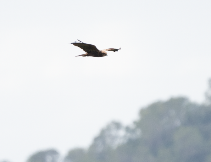 Western Marsh Harrier - ML645456222