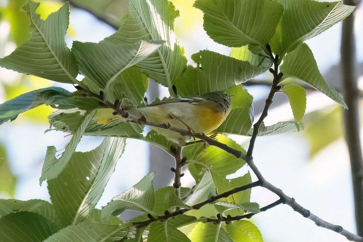 Очковая древесница - ML645456226