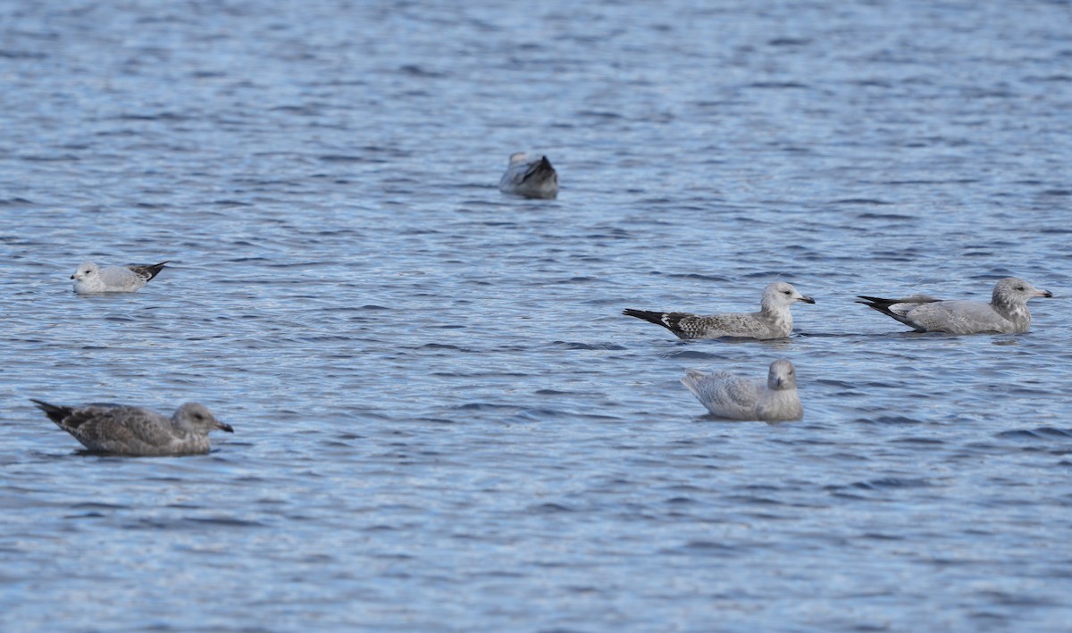 American Herring Gull - ML645456230