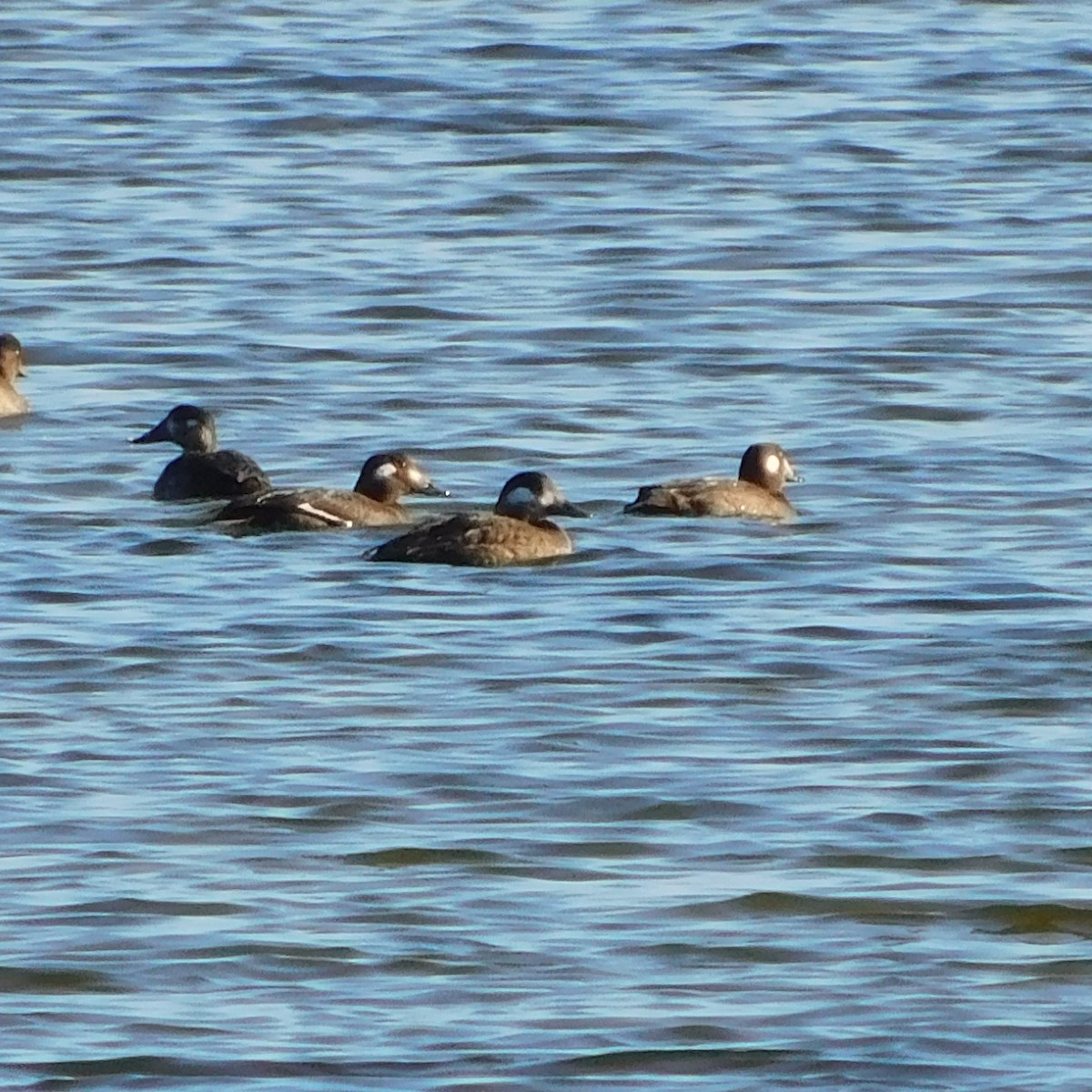 White-winged Scoter - ML645456240