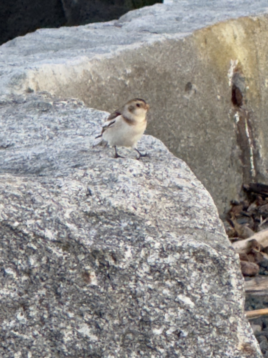 Snow Bunting - ML645456245