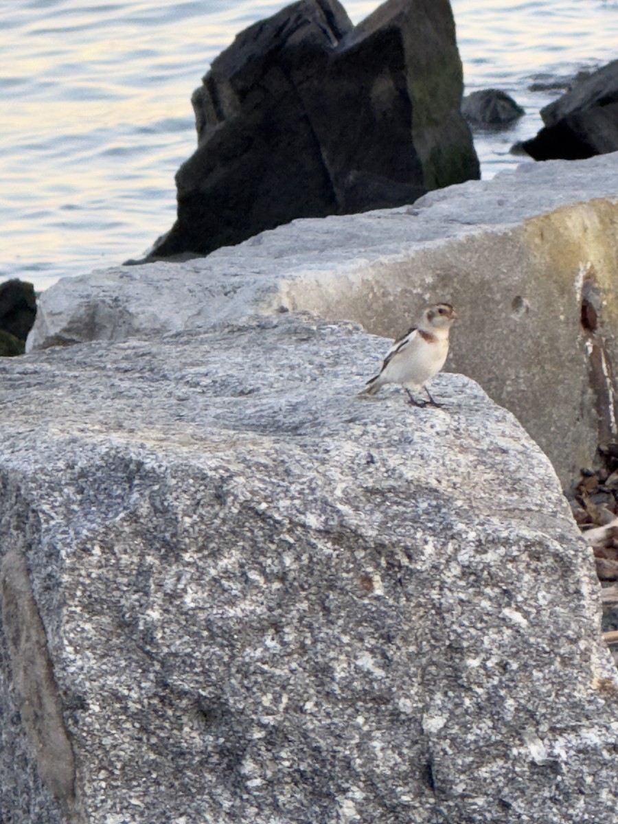 Snow Bunting - ML645456246