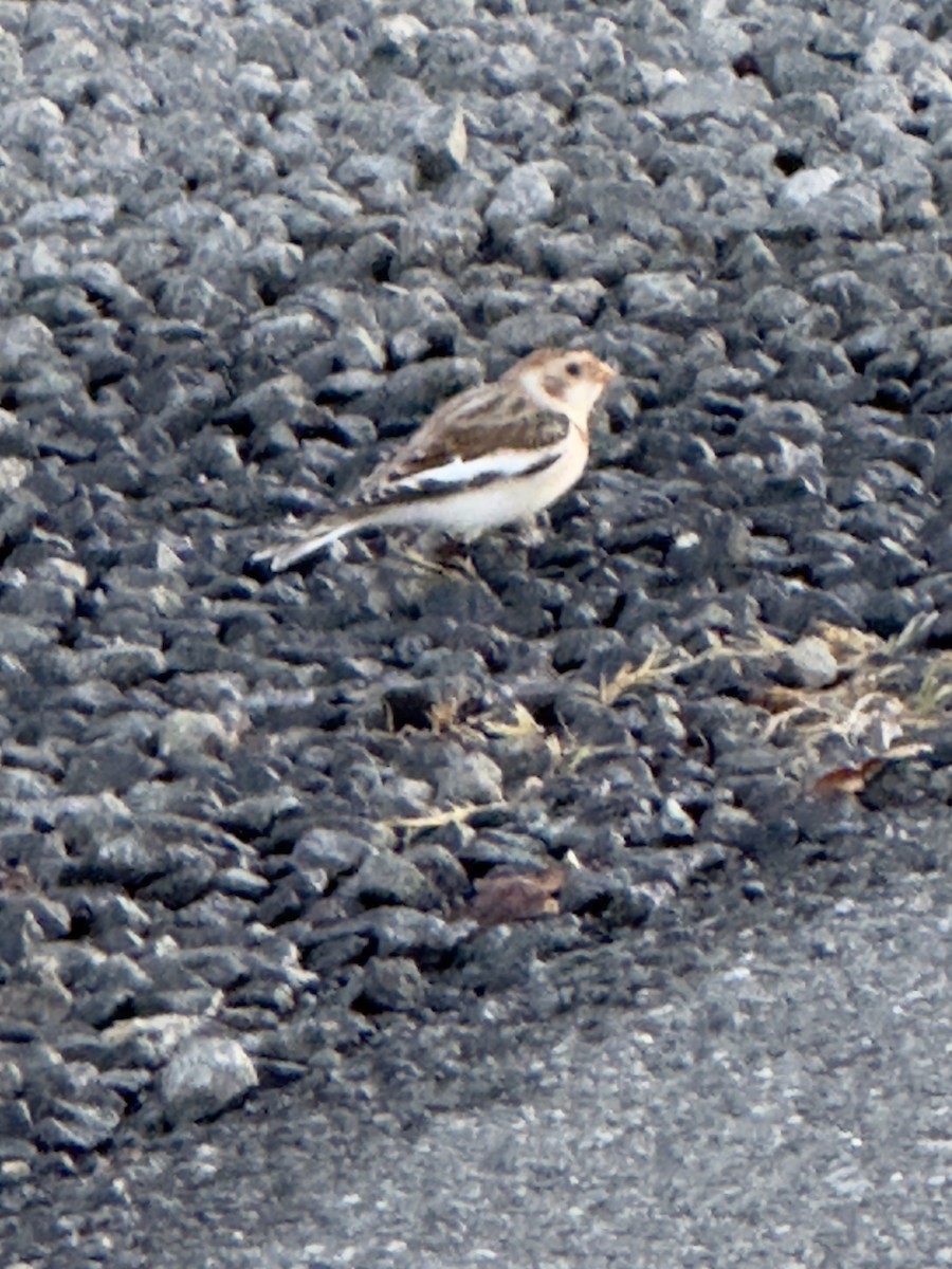 Snow Bunting - ML645456247