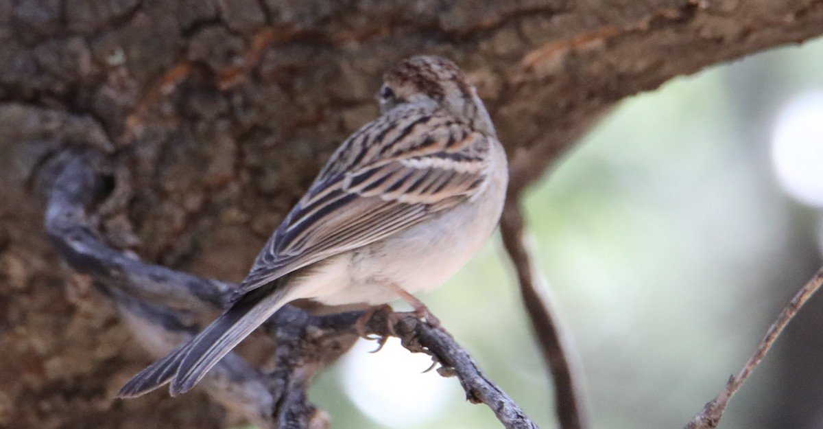 Chipping Sparrow - ML645456256